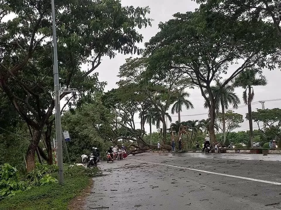 Bà Rịa - Vũng Tàu: Nhiều cây lớn bật gốc, giao thông ùn tắc kéo dài