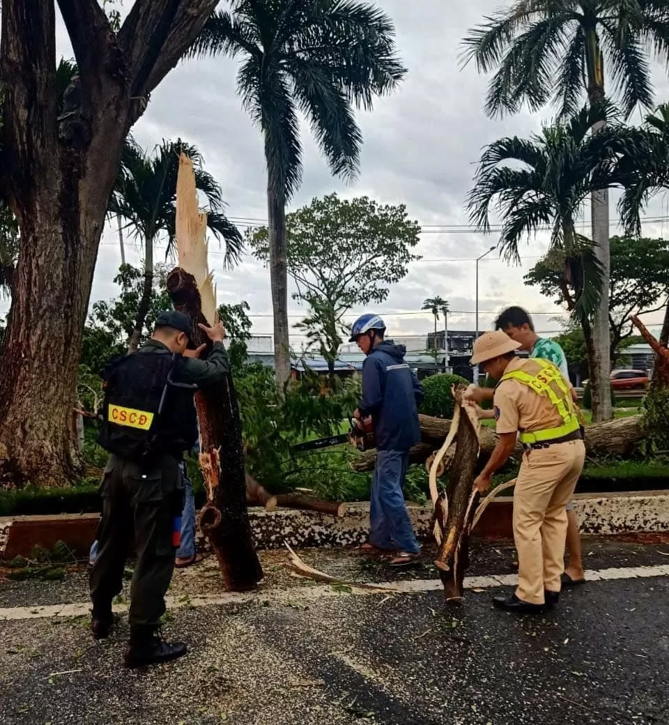 Bà Rịa - Vũng Tàu: Nhiều cây lớn bật gốc, giao thông ùn tắc kéo dài