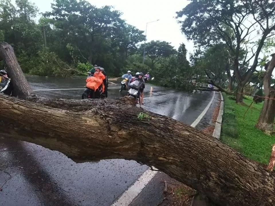 Bà Rịa - Vũng Tàu: Nhiều cây lớn bật gốc, giao thông ùn tắc kéo dài