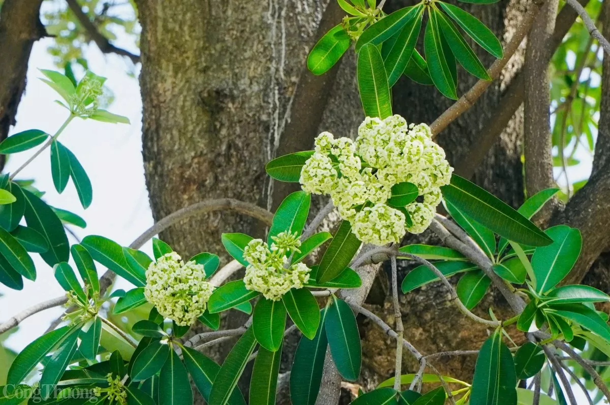 Hương thu Hà Nội nồng nàn hoa sữa