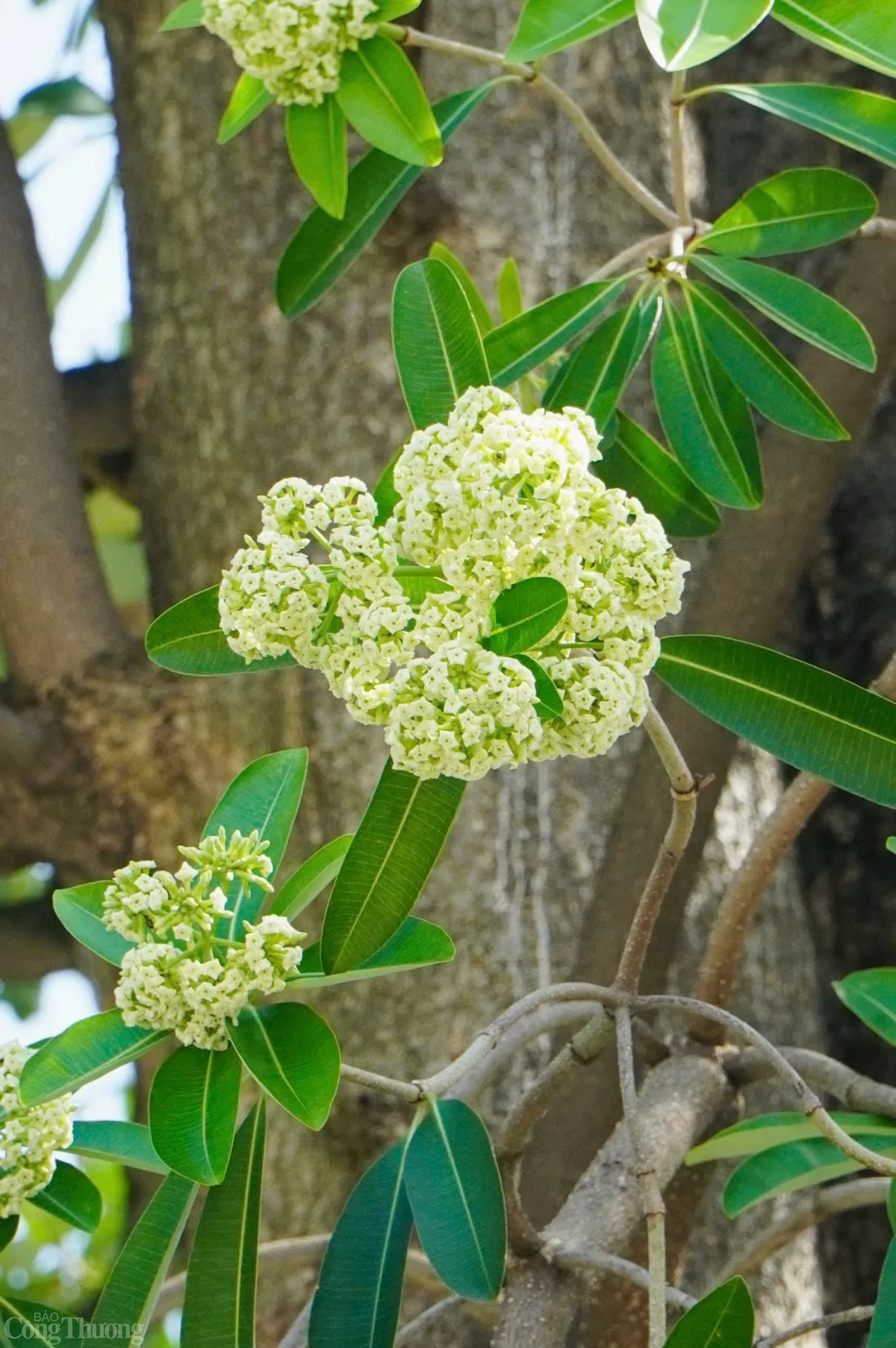 Hương thu Hà Nội nồng nàn hoa sữa