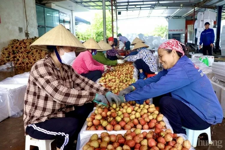 Xúc tiến thương mại: Kênh chủ lực đưa nông sản Hải Dương đến gần hơn với người tiêu dùng