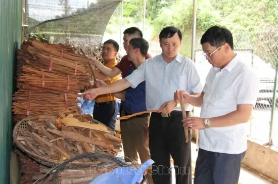 Lai Châu: Huyện Mường Tè đối thoại với doanh nghiệp, hợp tác xã