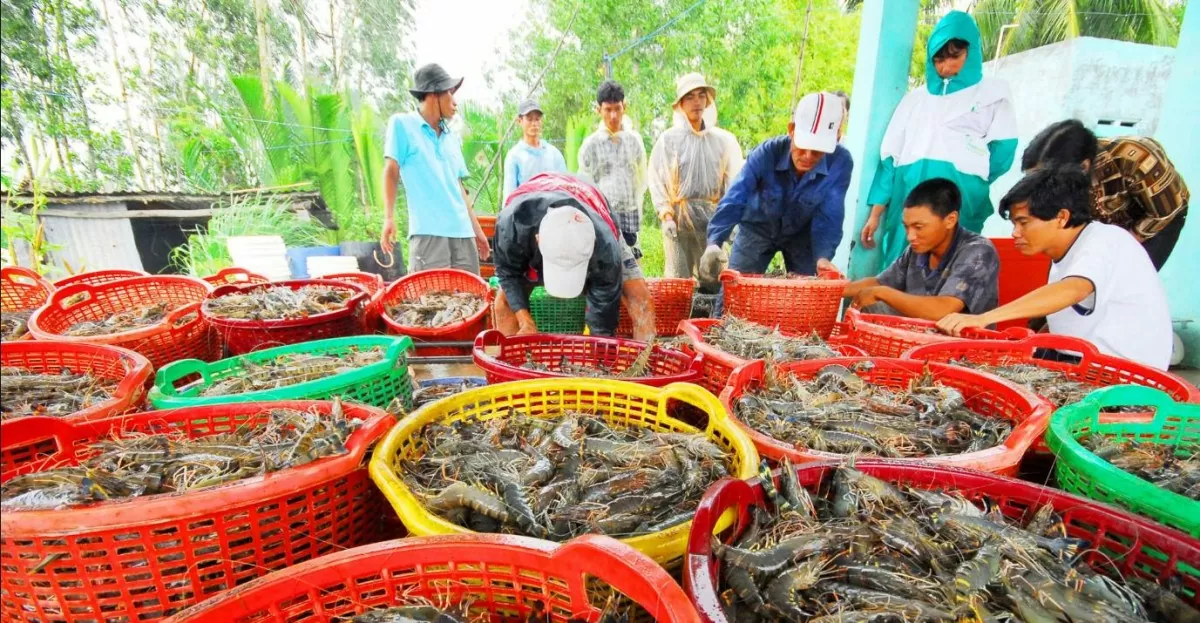 Chiến lược tiếp cận thị trường và xây dựng thương hiệu thủy sản tại Vương quốc Anh