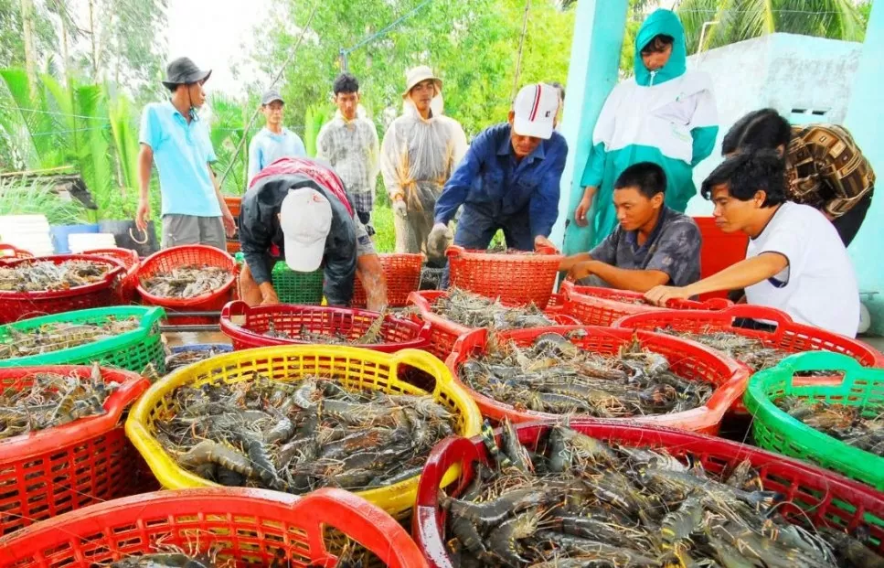 Chiến lược tiếp cận thị trường và xây dựng thương hiệu thủy sản tại Vương quốc Anh