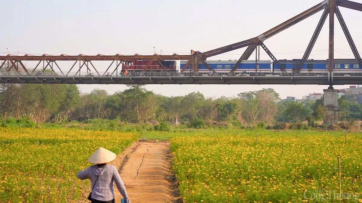 Ngỡ ngàng vườn hoa cúc thơ mộng nở rộ dưới chân cầu Long Biên