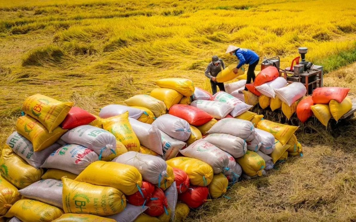 Giá lúa gạo hôm nay 2/11/2024: Giá lúa OM 18 tăng mạnh 1.000 - 1.200 đồng/kg