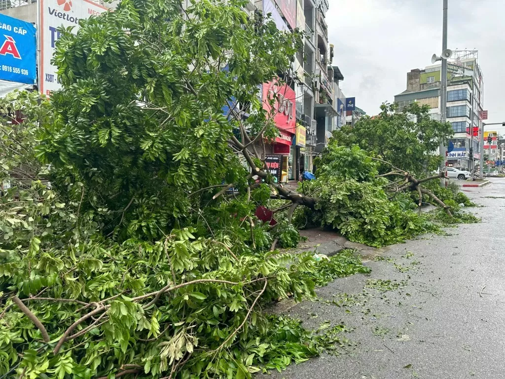 Hà Nội: Đấu giá lô gỗ, củi thu hồi do bão số 3 gây ra