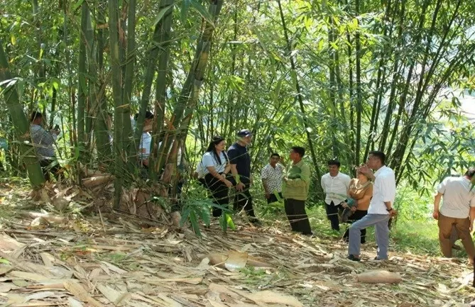 Sơn La xây dựng chuỗi liên kết sản xuất, tiêu thụ măng cho đồng bào dân tộc thiểu số