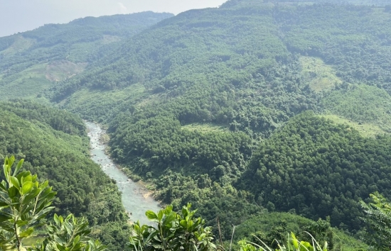 tuyen quang toc do tang truong nganh lam nghiep dat gan 9nam