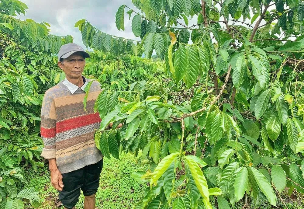 Nông dân ở Gia Lai lắp camera, dựng lều, thức xuyên đêm đối phó với nạn trộm cắp cà phê