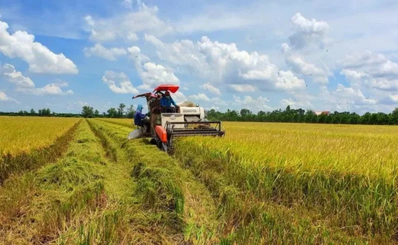 năm 2025 diện tích sản xuất lúa là 7,0 triệu ha, giảm 132 nghìn ha so với 2024