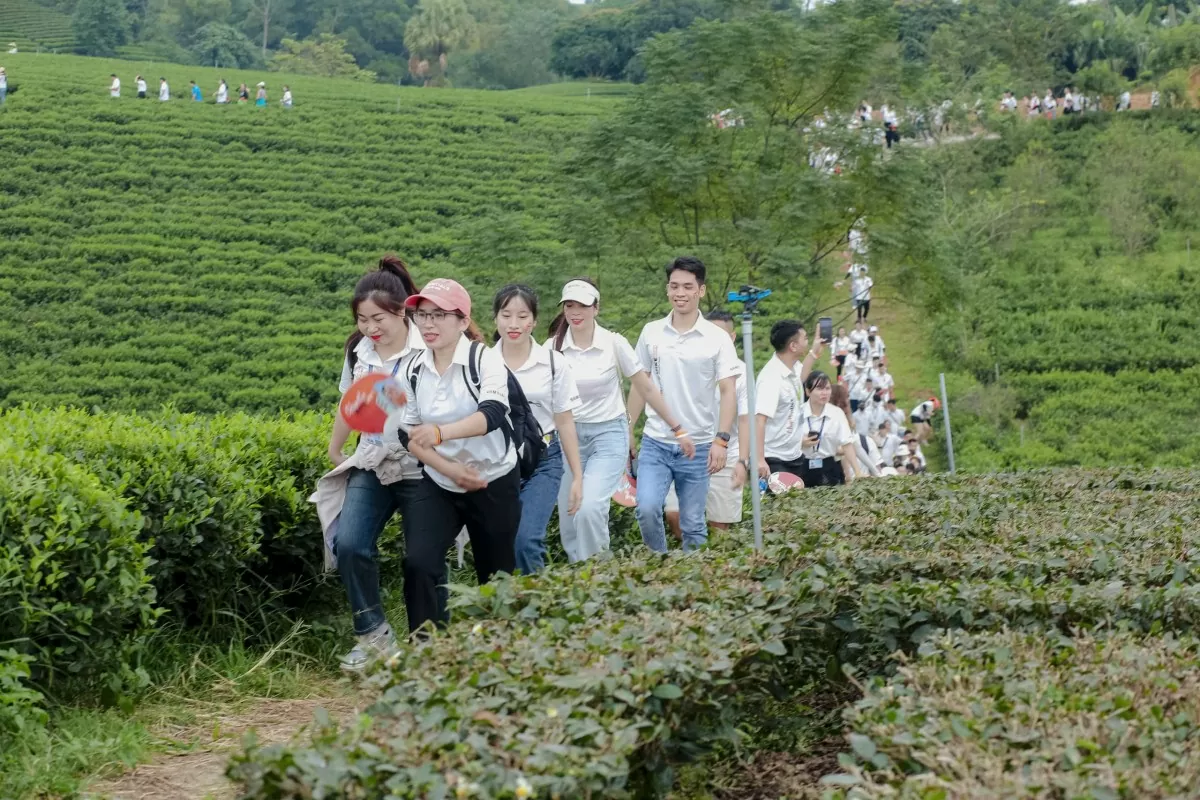 gần 600 nhân viên của doanh nghiệp tham gia hành trình đi bộ khoảng 3km, trải nghiệm hái chè trên đồi chè xóm Cầu Đá