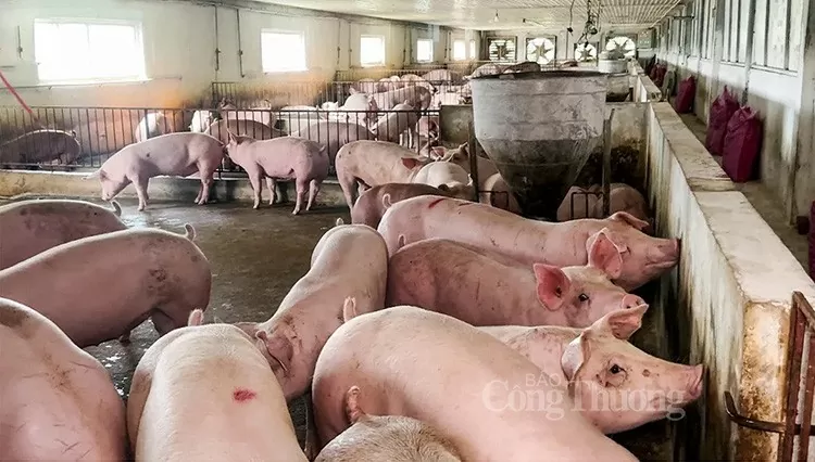 Giá heo hơi có thể 3-5% trong dịp Tết 2025