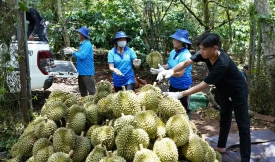 Đắk Lắk: Huyện Krông Pắc tổ chức Hội nghị tổng kết sản xuất, tiêu thụ sầu riêng niên vụ năm 2024