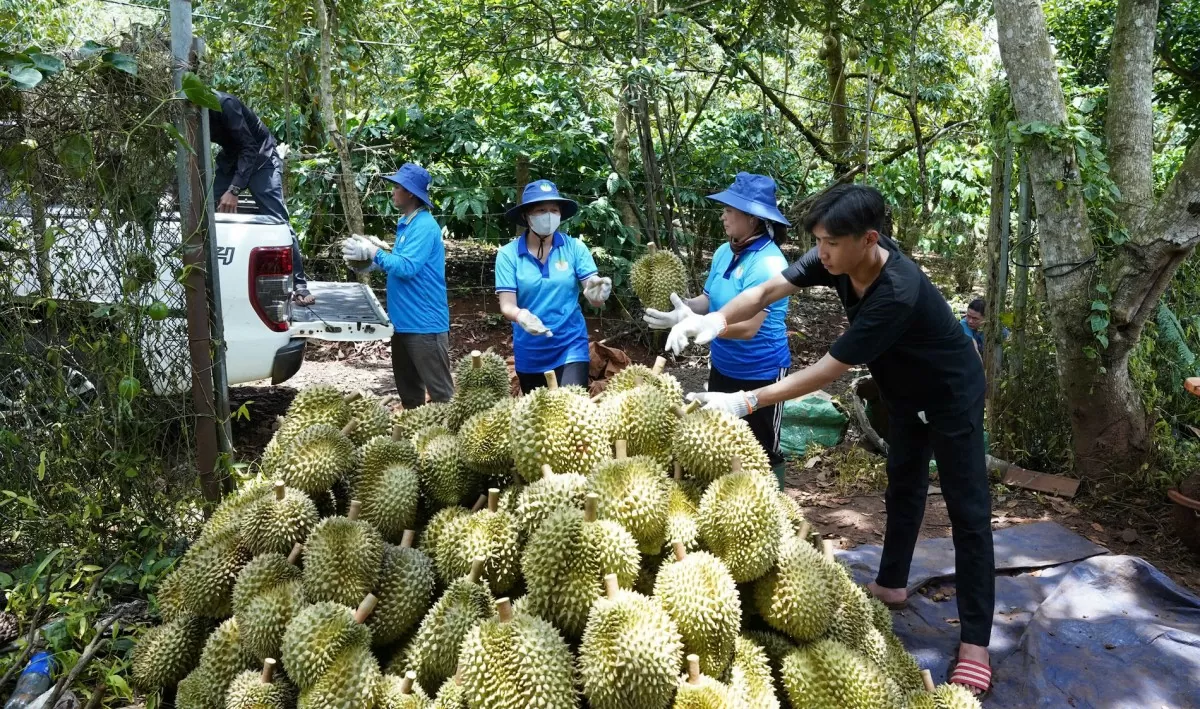 sầu riêng huyện Krông Pắc