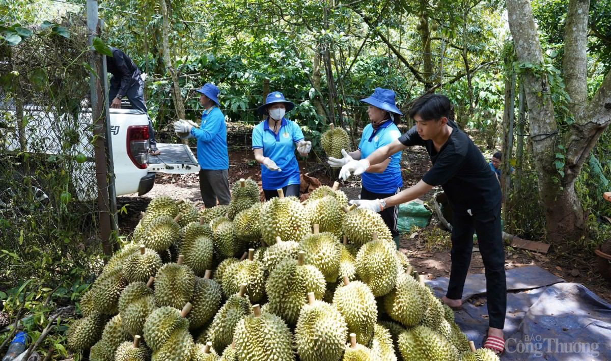 Toàn huyện Krông Pắc, tỉnh Đắk Lắk hiện có hơn 8.000 ha sầu riêng