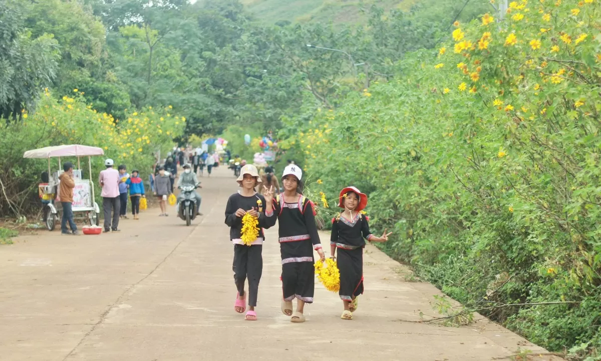 Du khách nô nức ‘check-in’ thiên đường hoa dã quỳ ở núi lửa Chư Đang Ya, Gia Lai