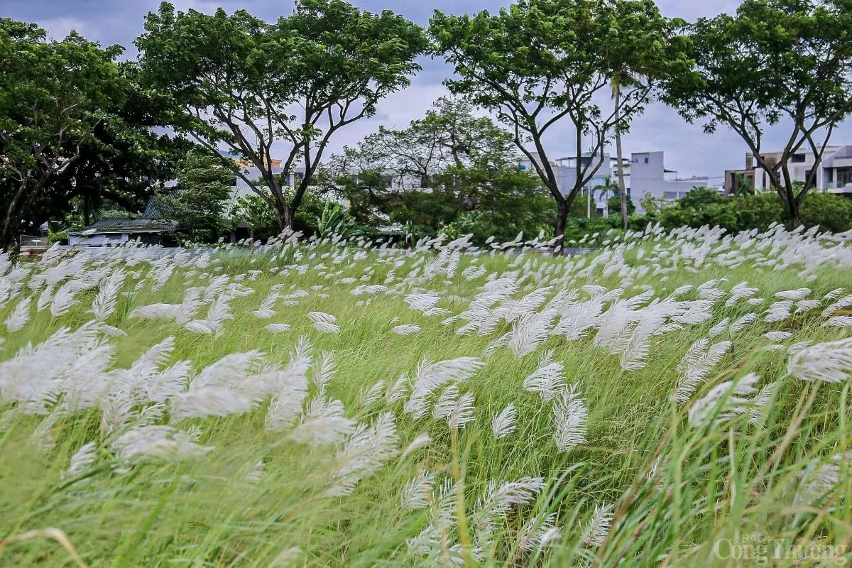 Cỏ lau nở trắng trời ở Đà Nẵng, giới trẻ thích thú đến chụp ảnh