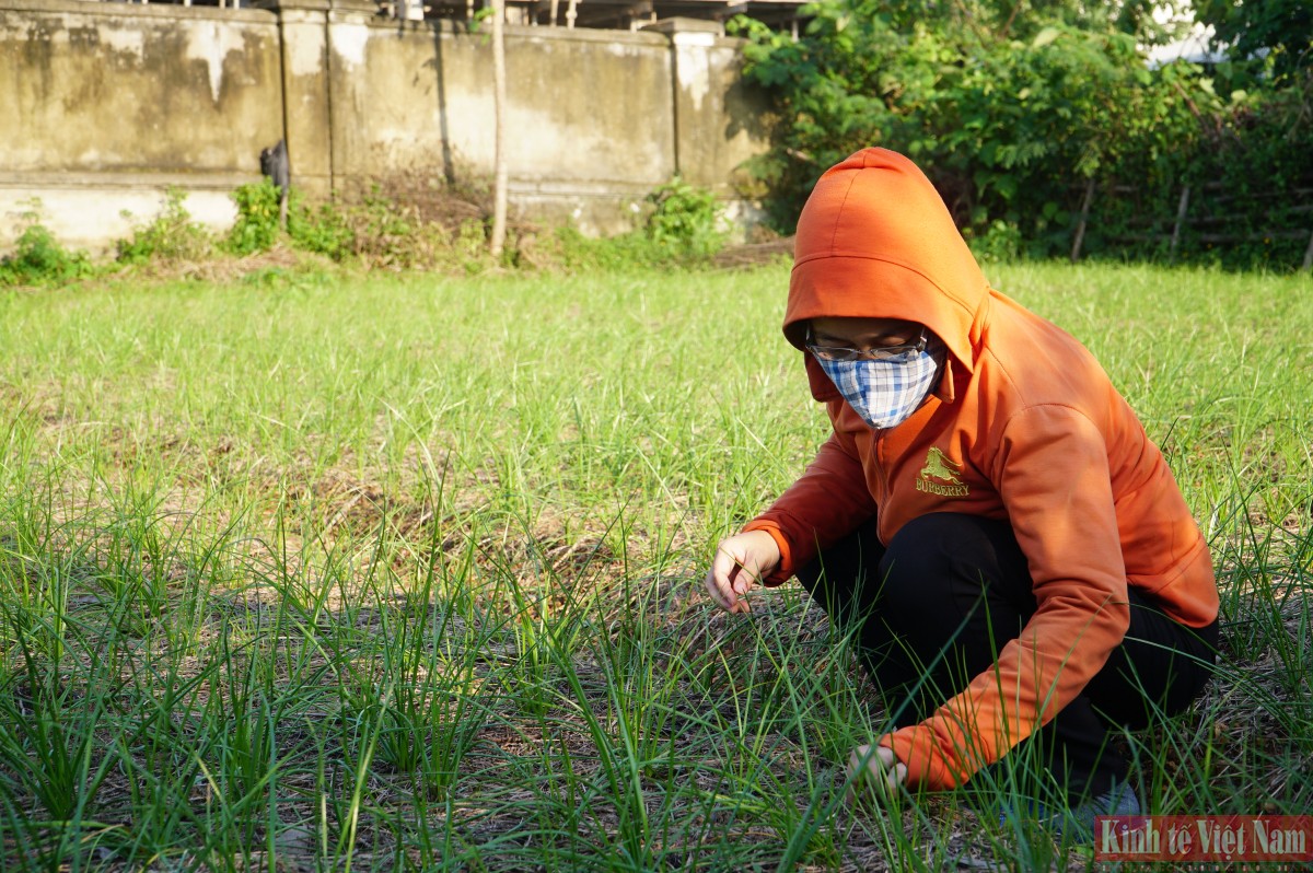 Đà Nẵng: Kiệu hương vào vụ Tết