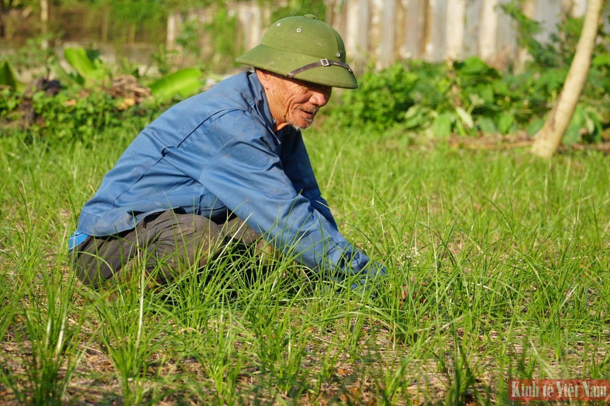 Đà Nẵng: Kiệu hương vào vụ Tết