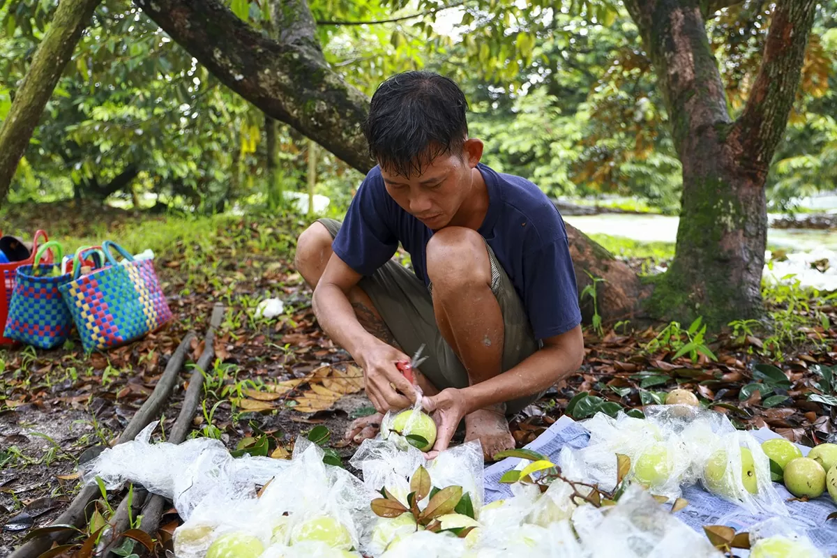 bà con đang thu hoạch vú sữa tại vườn