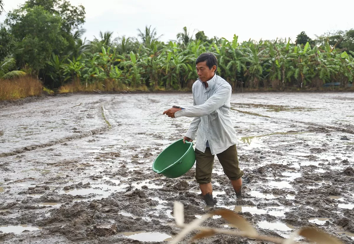 Ông Phạm Trường Giang – Giám đốc HTX dịch vụ nông nghiệp Long Giang đang rải phân bón chuẩn bị cho mùa vụ mới