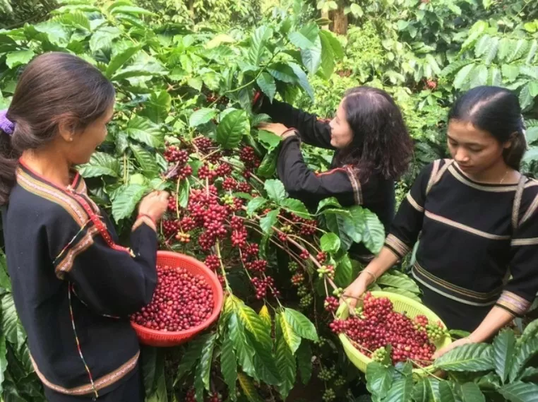 Giá cà phê hôm nay 12/11/2024: Đồng loạt tăng mạnh trên thị trường thế giới