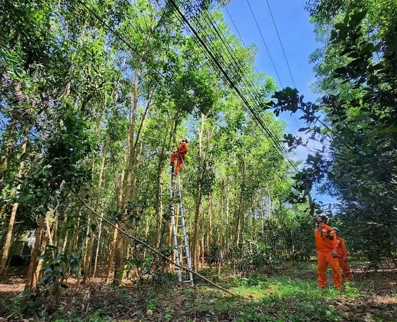 PC Đắk Lắk: Đảm bảo an toàn lưới điện cao áp tại khu vực rừng trồng và rừng nguyên sinh