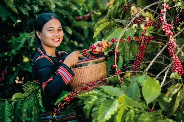 Nhân viên tại trang trại cà phê hữu cơ của L’amant Café