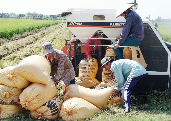 Giá lúa gạo hôm nay ngày 21/11: Lượng về ít giá gạo vững, lúa mới chào bán giá cao