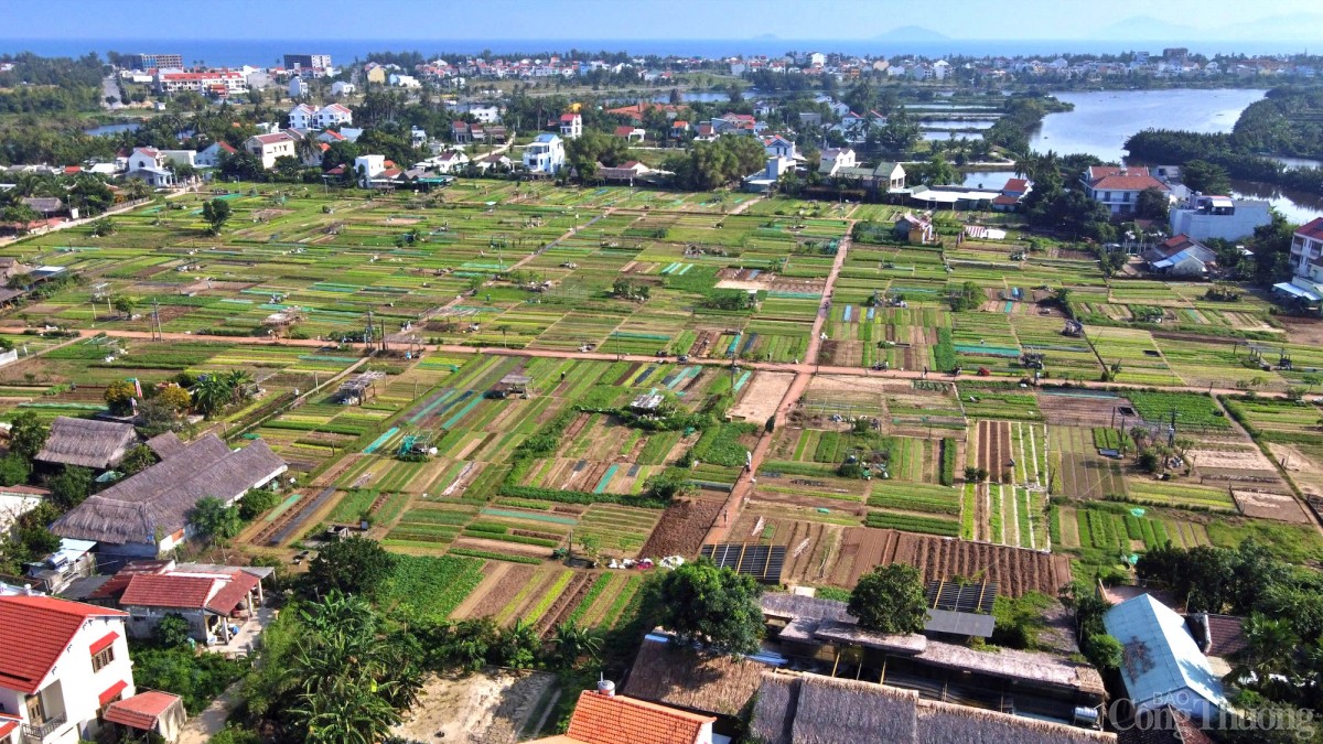 Làng rau Trà Quế - Làng Du lịch tốt nhất thế giới năm 2024