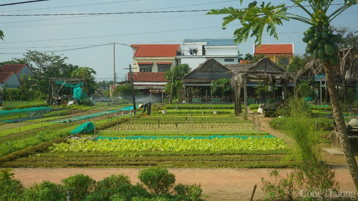 Làng rau Trà Quế - Làng Du lịch tốt nhất thế giới năm 2024