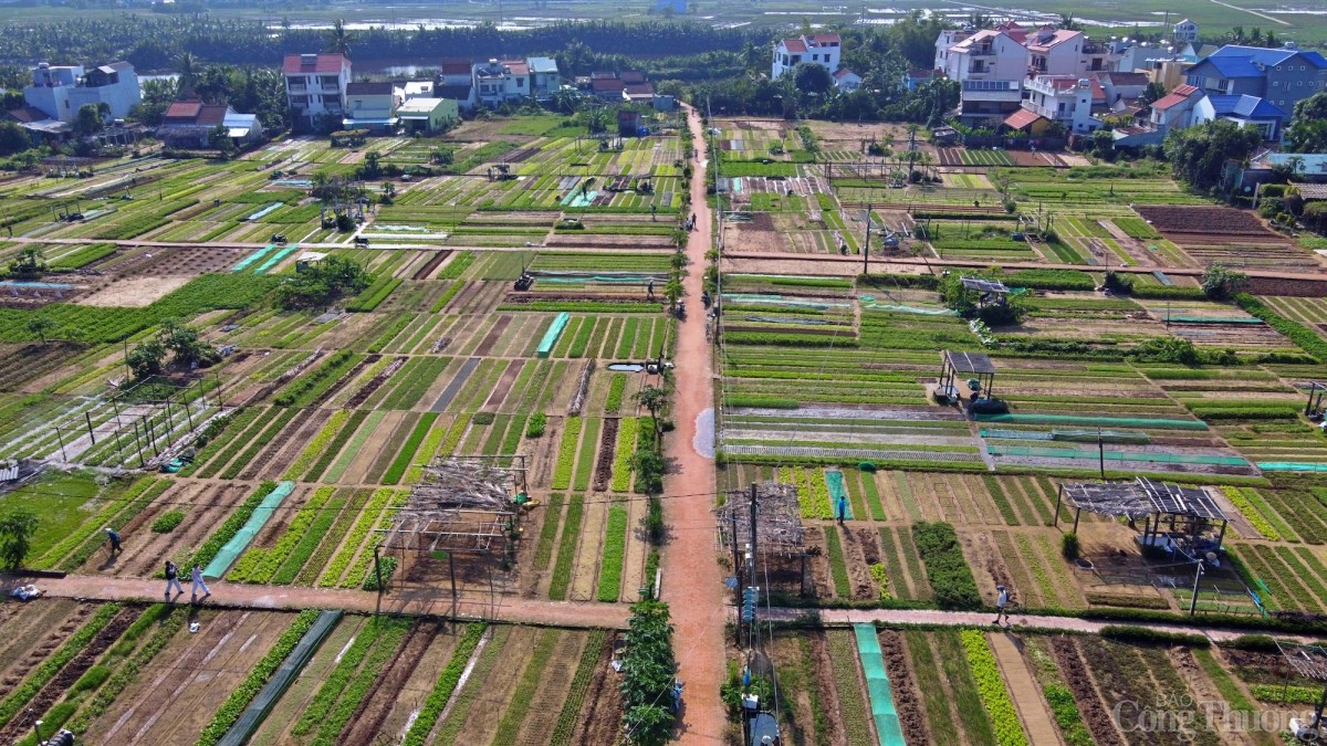 Làng rau Trà Quế - Làng Du lịch tốt nhất thế giới năm 2024