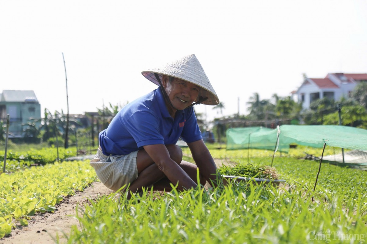 Làng rau Trà Quế - Làng Du lịch tốt nhất thế giới năm 2024