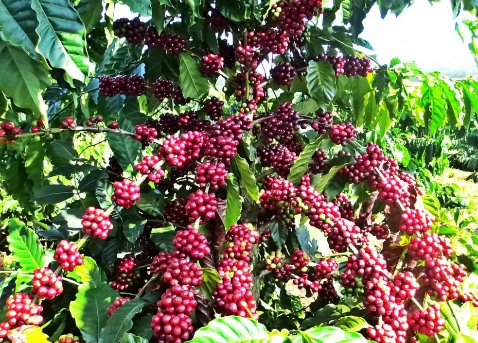 Cà phê Robusta đang tiến đến mốc 5.000 USD/tấn