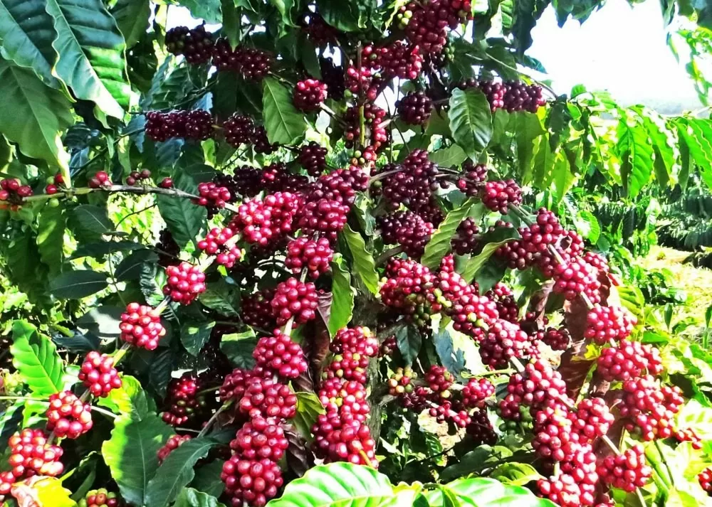 cà phê Robusta đang trong giai đoạn phục hồi và tăng trưởng mạnh mẽ.