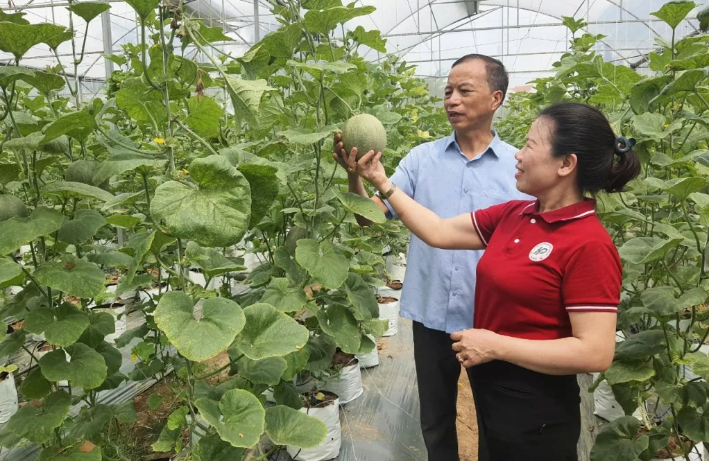 Quảng Ninh: Liên kết hợp tác xã, thúc đẩy kinh tế tập thể