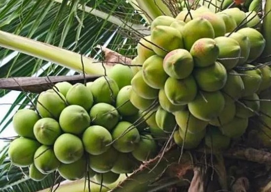 giai ma nguyen nhan khien gia dua xuat khau lap dinh