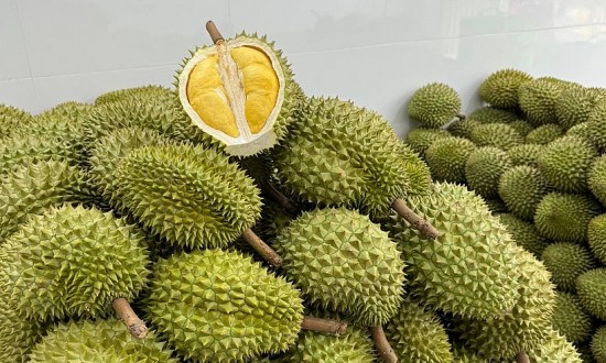 sau rieng va cau chuyen phan ung chinh sach