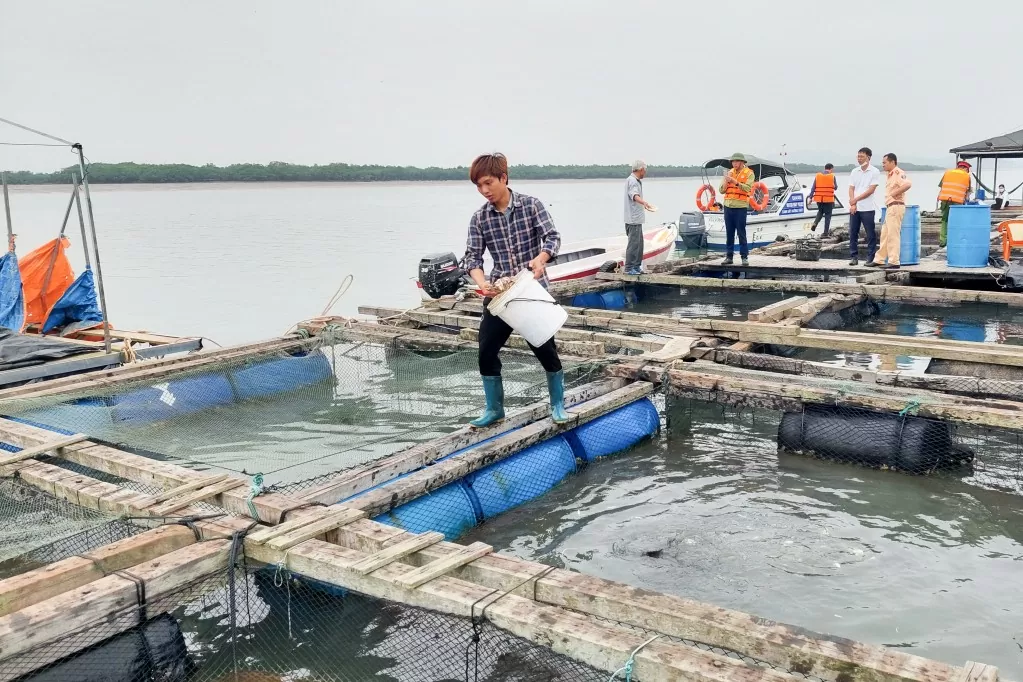 Nuôi cá biển tại vụng Thoi Dây, thôn Phúc Tiến, xã Tân Lập, Đầm Hà. Ảnh: Hữu Việt