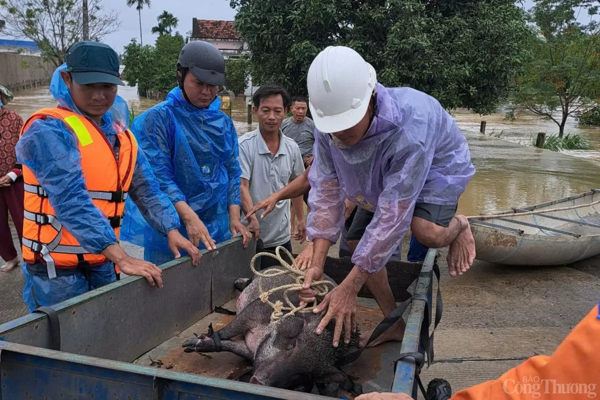 Lực lượng chức năng hỗ trợ người dân di dời vật nuôi đến nơi tránh lũ.