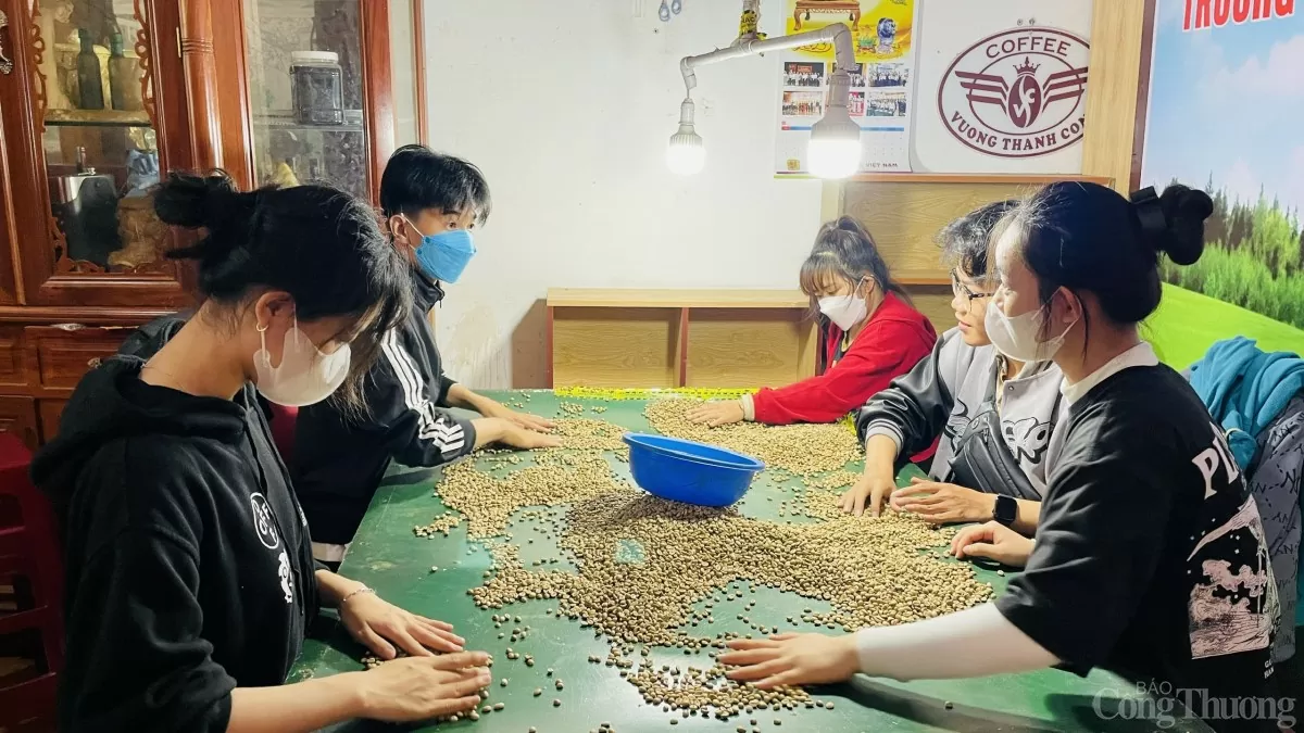 Sơ chế cà phê tại huyện Chư Prông, tỉnh Gia Lai