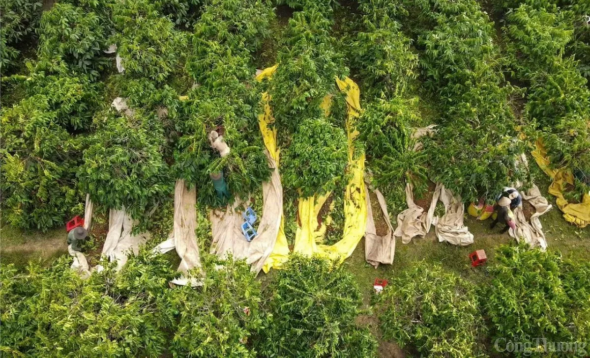 Giá cà phê trong nước ngày mai 10/12/2024 dự báo sẽ tiếp tục tăng