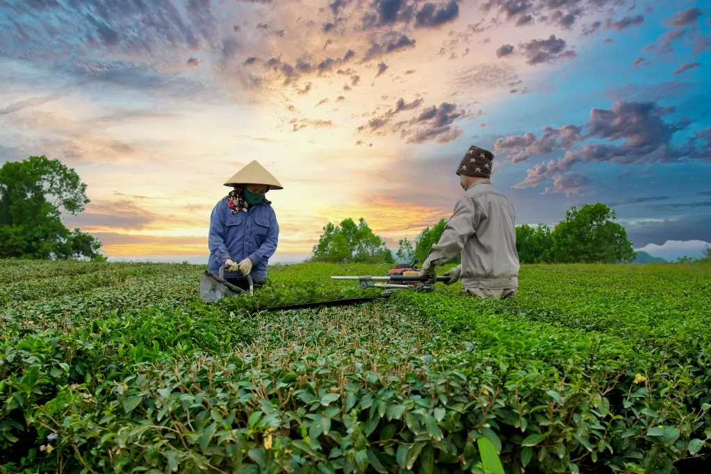 Thu hoạch chè tại xã Quảng Long.