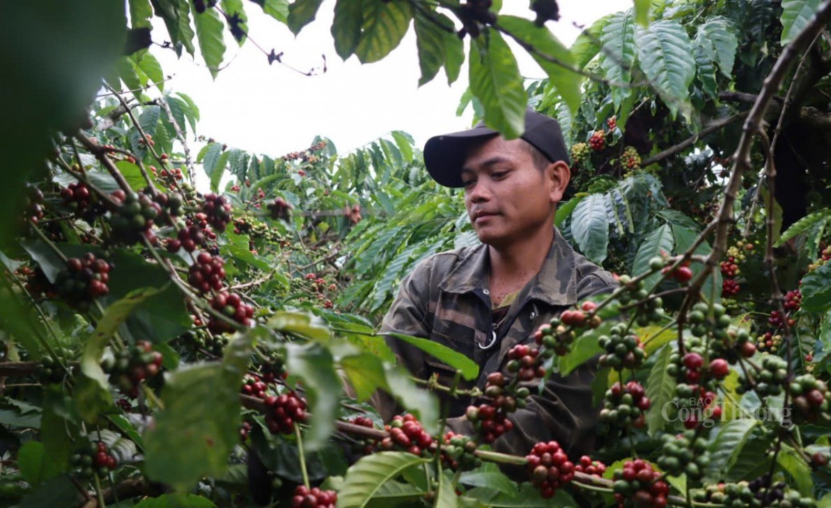 Cà phê Robusta cao kỷ lục, vượt ngưỡng 5000 USD/tấn