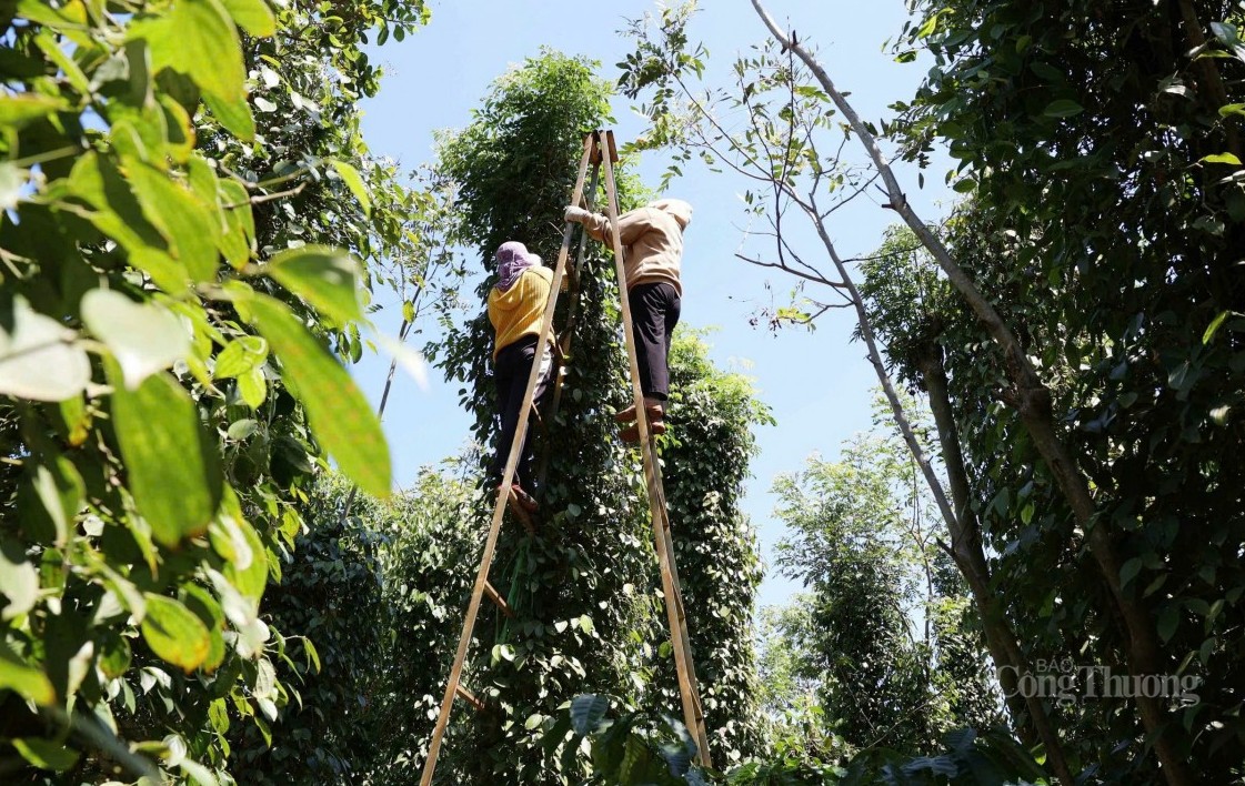 Đà tăng của giá hồ tiêu vẫn còn nhiều cơ hội?