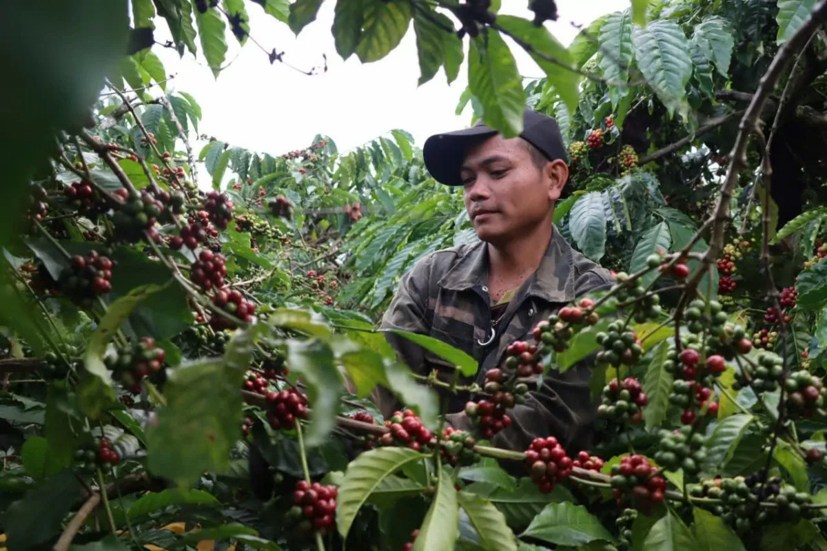 Cà phê Robusta cao nhất trong 7 tuần