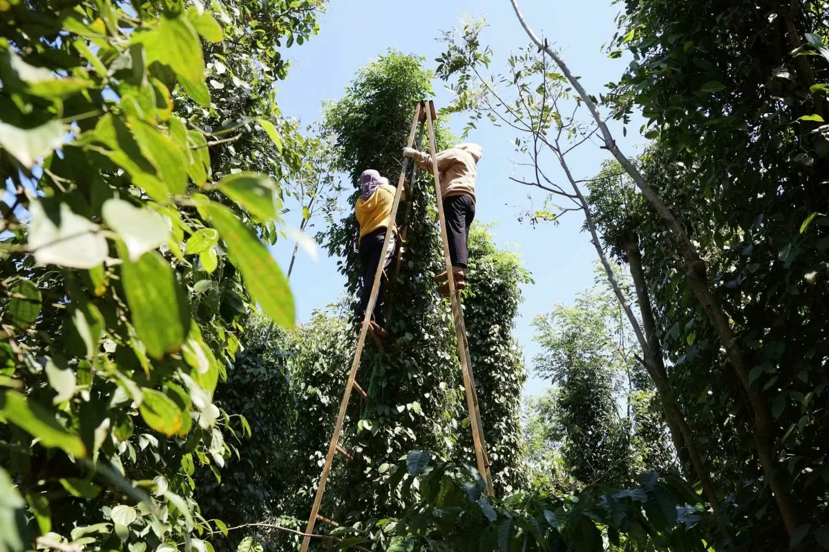 Dù gặp khó khăn, thị trường hồ tiêu vẫn có kỳ vọng phục hồi nhờ nhu cầu cao dịp lễ hội cuối năm