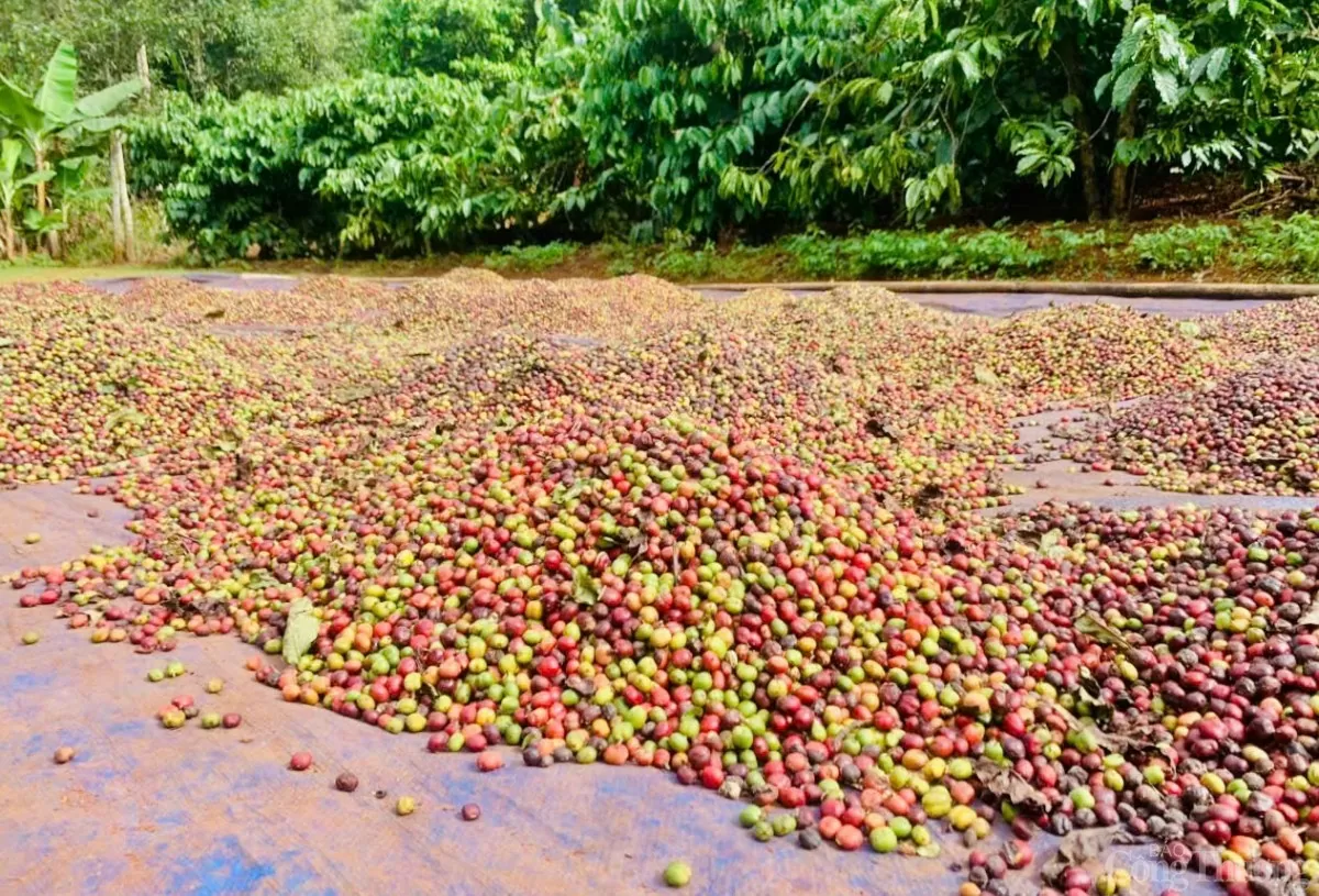 Cà phê chín rộ, người dân ở Tây Nguyên hối hả vào vụ thu hoạch